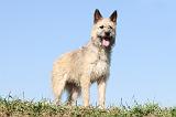 BOUVIER DES ARDENNES 061
